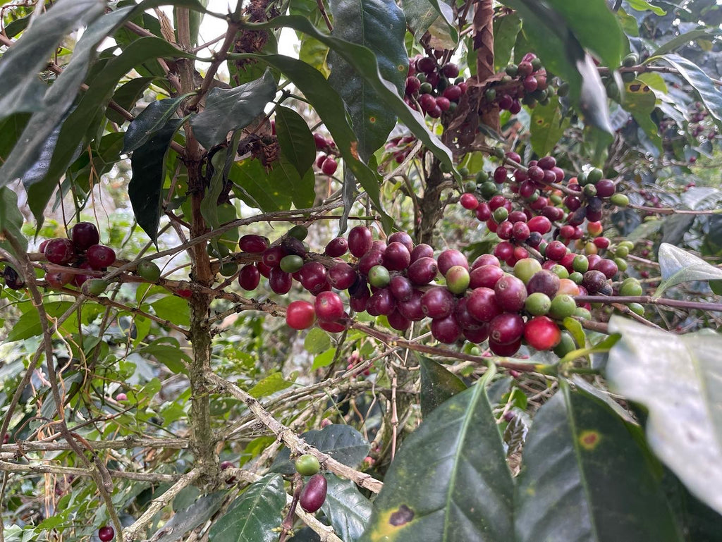 Sunshine, El Salvador and Coffee Cherries 2022